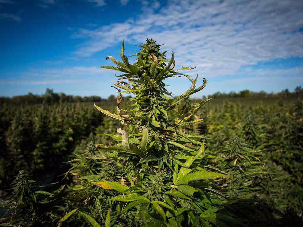 Hemp vs Medical Cannabis in Kentucky